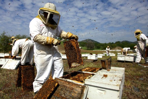 Soaring Bee Deaths in 2012 Sound Alarm on Malady - NYTimes.com